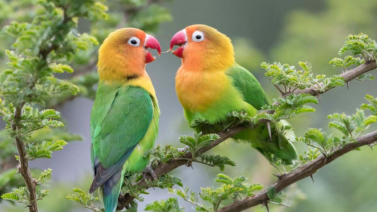 Suara Burung yang Menghiasi Pagi Cilacap: Cerita di Balik Anker BirdFarm